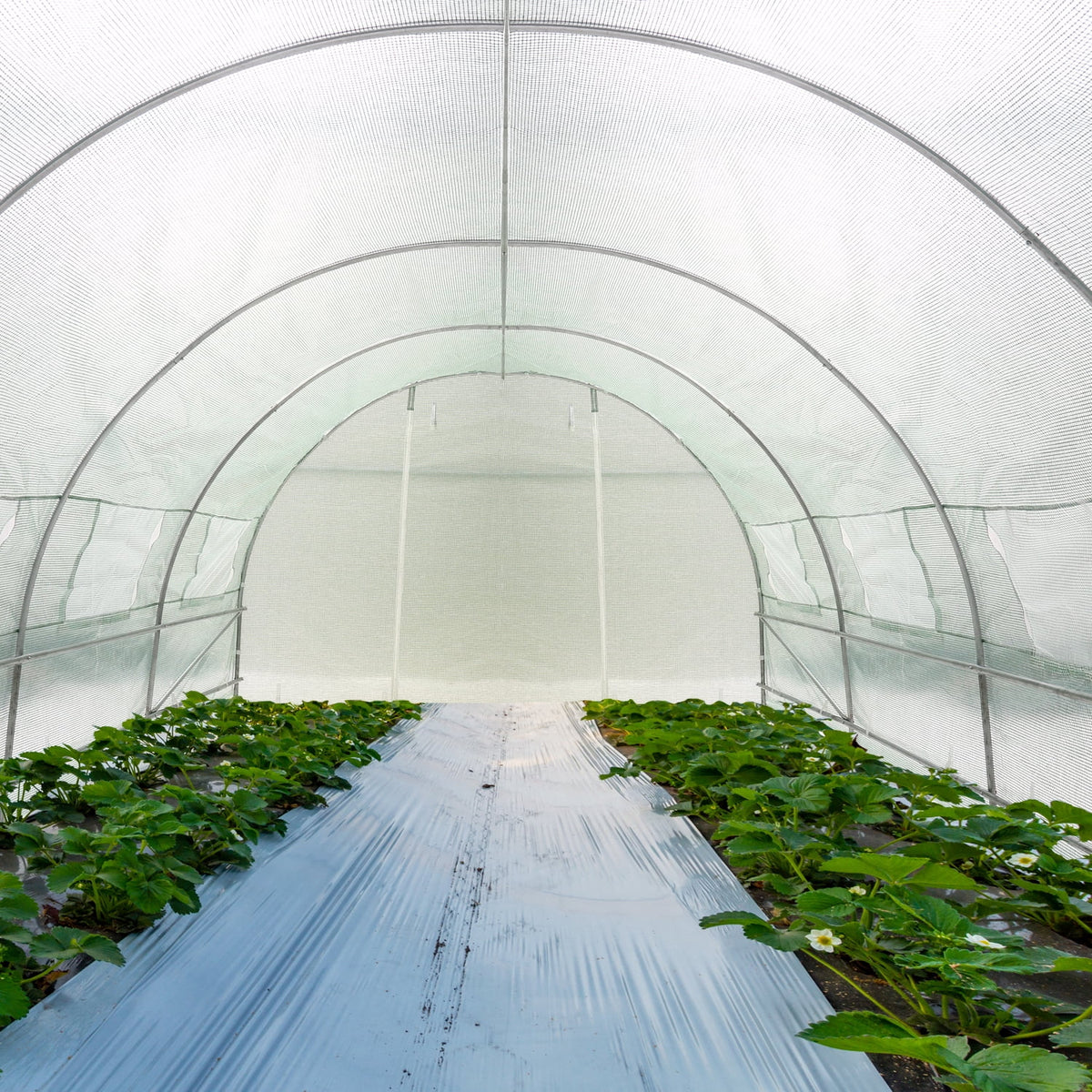 Walk-in Greenhouse 10'x20'x7' P1734