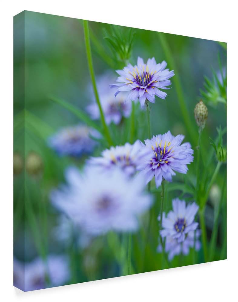 Canvas Art X6461