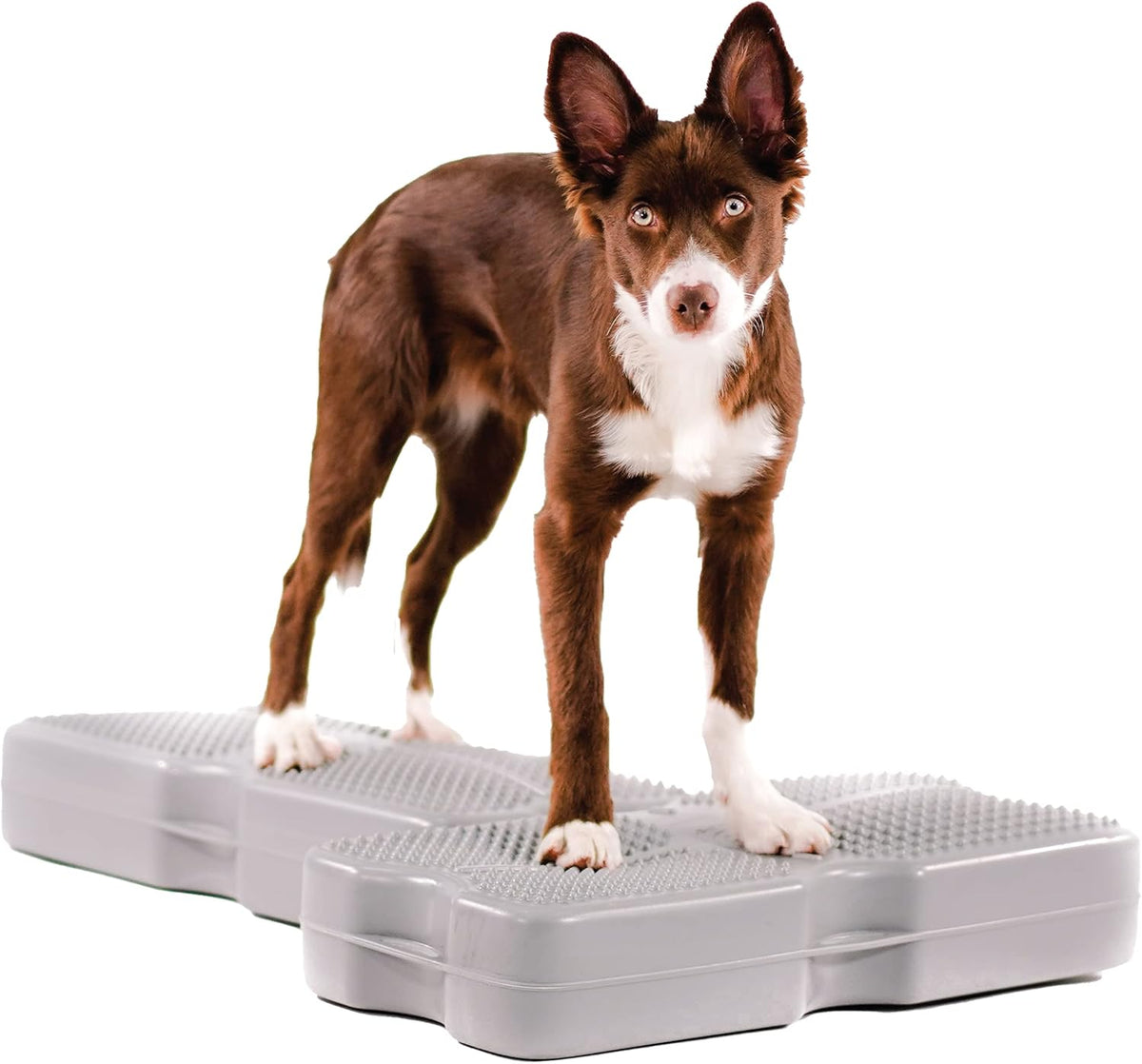 Gray 2-Pack Canine Conditioning Equipment I691543