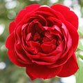 Climber Rose Plant Red Rose Bush A95242