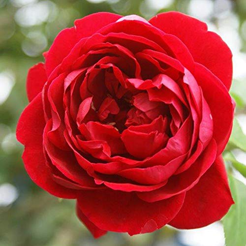 Climber Rose Plant Red Rose Bush A95242