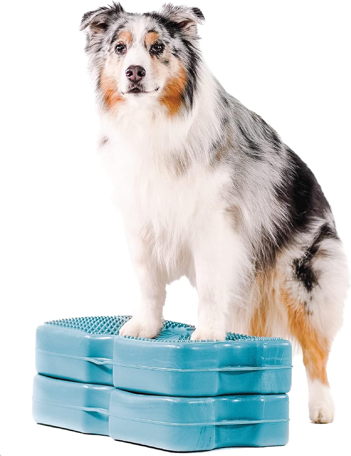 Gray 2-Pack Canine Conditioning Equipment I691543
