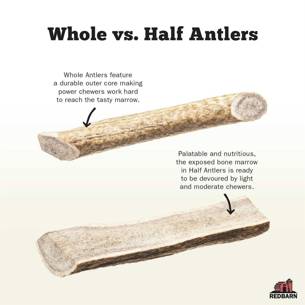 Deer Antler N55340