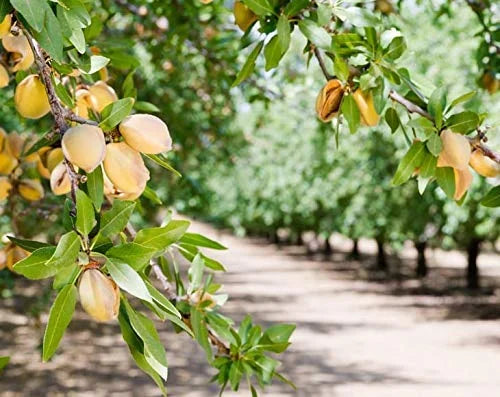 California Almonds 4 Pounds Kosher X398