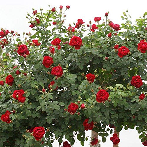 Climber Rose Plant Red Rose Bush A95242