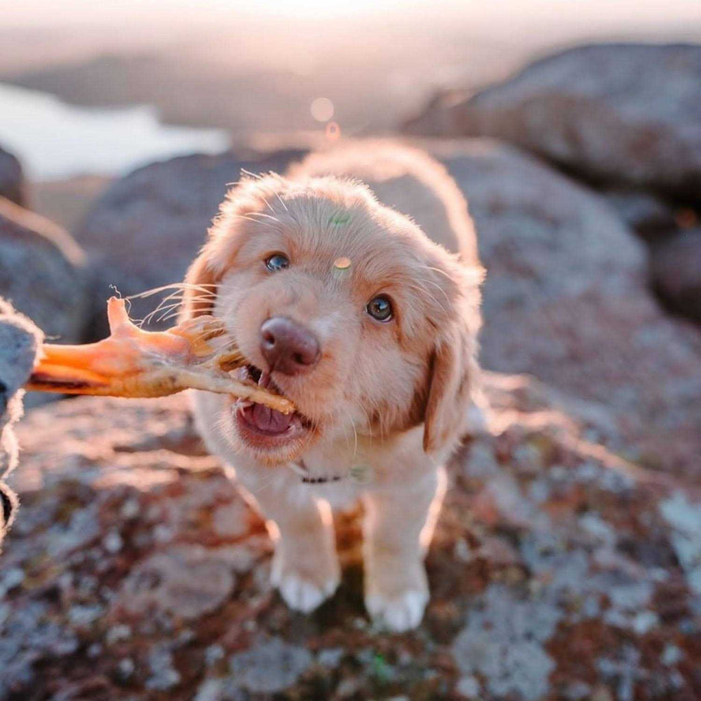 Air Dried Chicken Feet Dog Treats E191