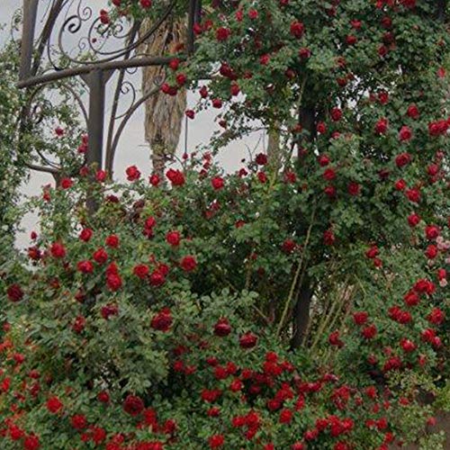 Climber Rose Plant Red Rose Bush A95242