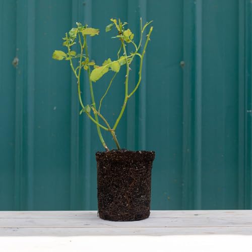 Climber Rose Plant Red Rose Bush A95242