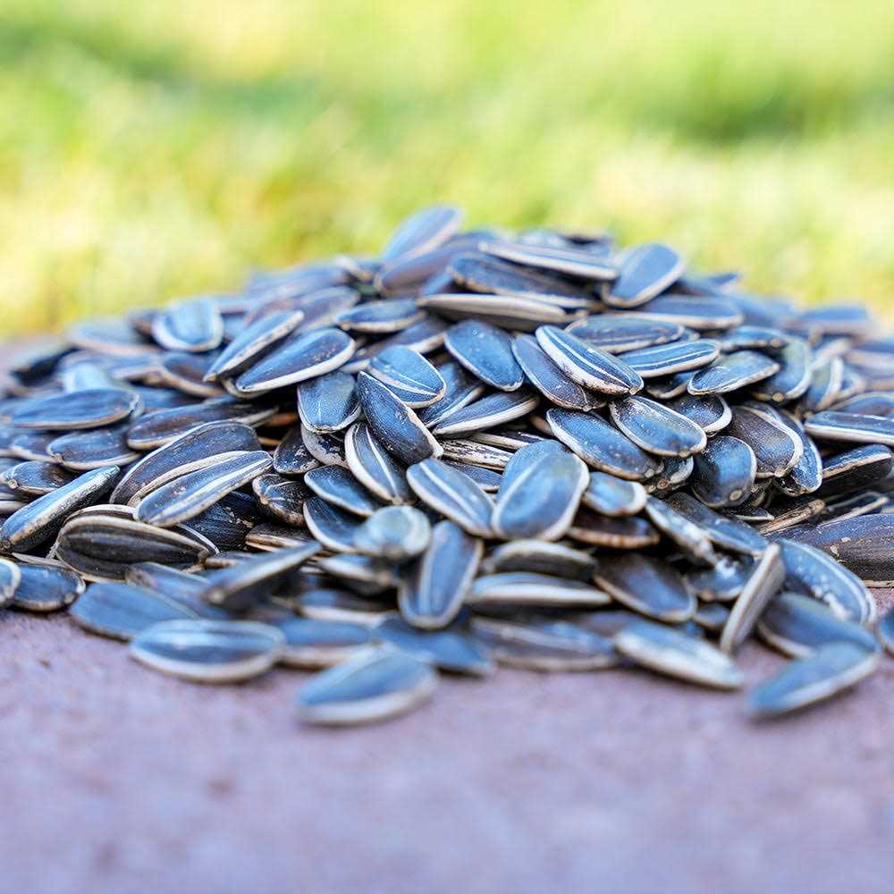 Striped Sunflower Seeds L21935