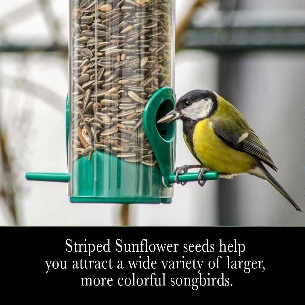 Striped Sunflower Seeds L21935