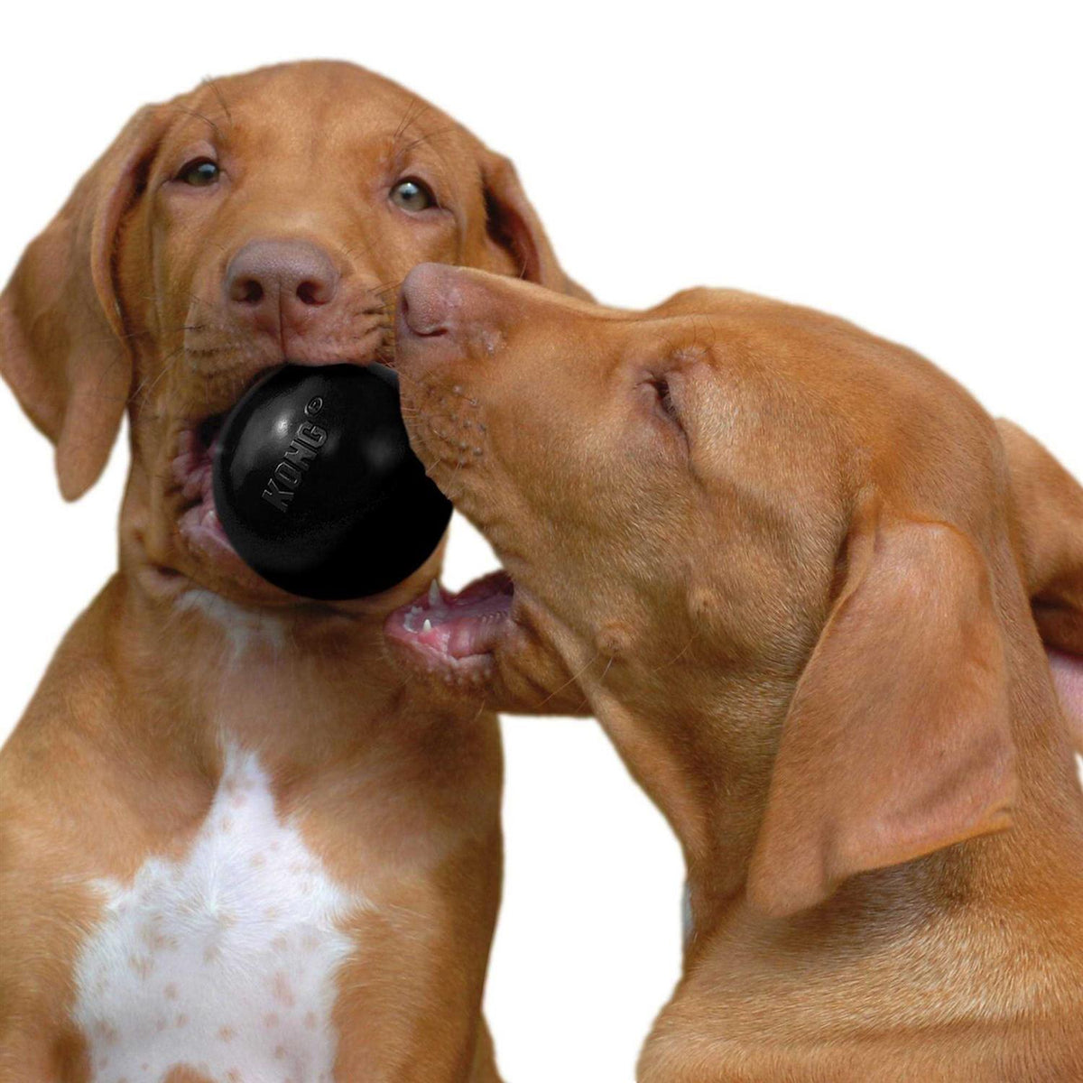 KONG Ball Dog Toy Y490432